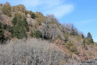 Monte Arso